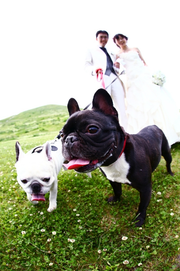 ペットも一緒に結婚式に！愛犬と・・・